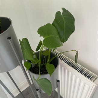 Monstera plant in Rotherham, England