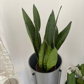 Snake Plant plant in Rotherham, England