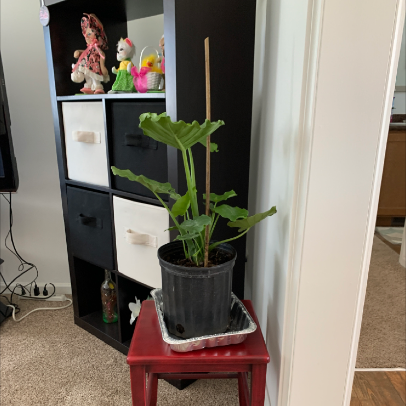 Indoor potted Jewel Alocasia plant with large green leaves on a small table.