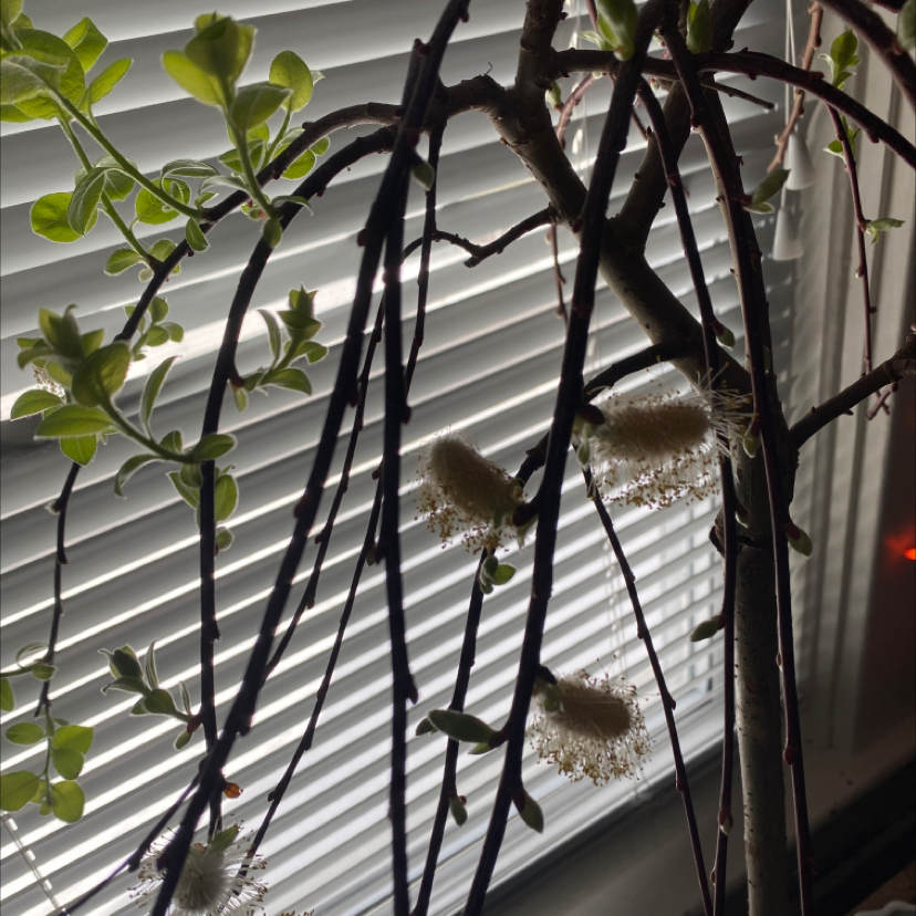 Pussy Willow plant with catkins and green leaves against a window with blinds.