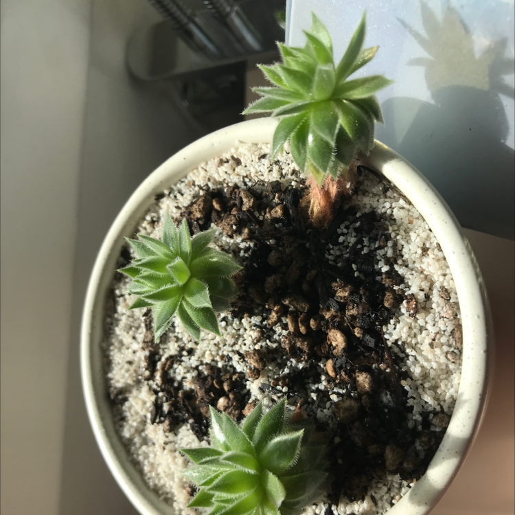 Potted Cobweb Hens and Chicks plant with multiple healthy rosettes and visible soil.
