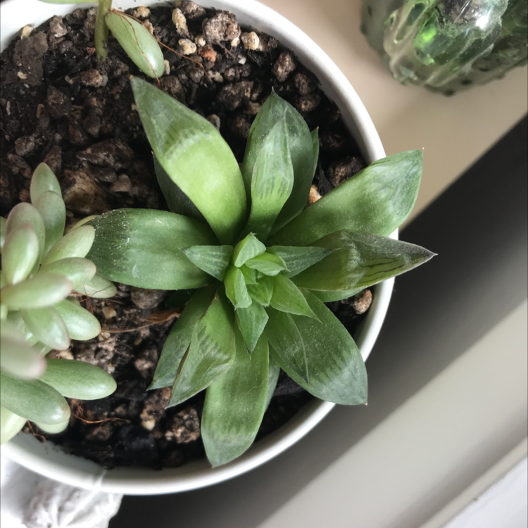 Haworthia cooperi plant in a small pot with visible soil and healthy green leaves.