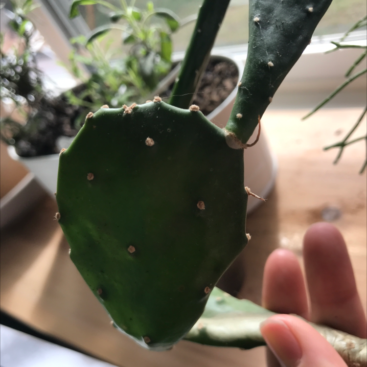 Close-up of a Few-Spined Marble-Seeded Prickly Pear cactus pad with a hand holding it.