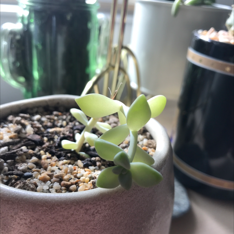 Healthy Tree Stonecrop succulent in a pot with well-draining soil, other plants in background.