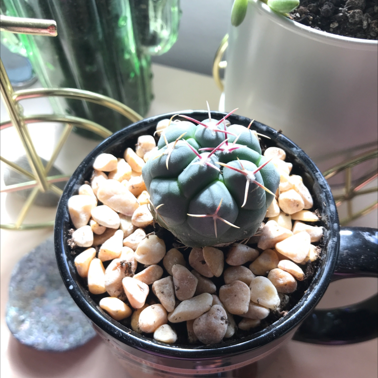 A healthy Devil's Pincushion cactus in a pot with pebbles.