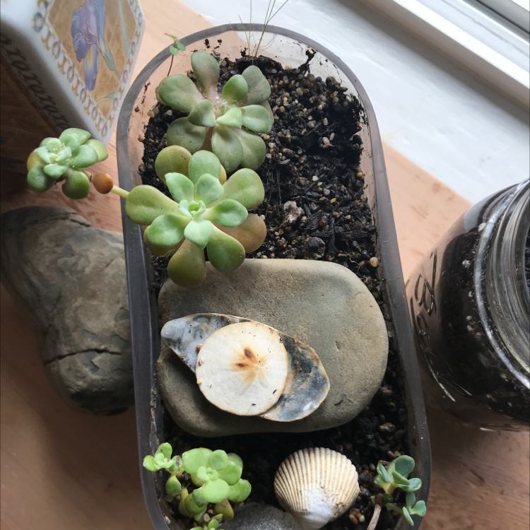 Small succulent plant arrangement in a container with soil and decorative stones.