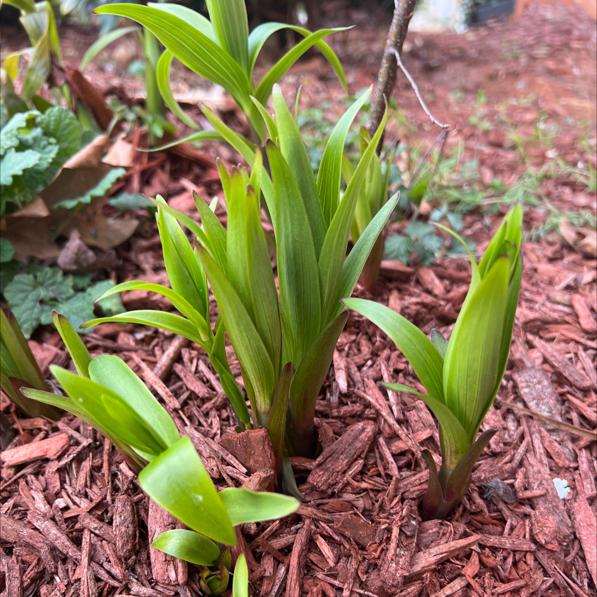Chinese ground orchid uploaded to the Greg plant app by @jadecrosby