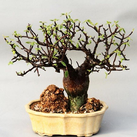 Photo of the plant species Bursera Hindsiana by Robert named Bursera hindsiana copal on Greg, the plant care app