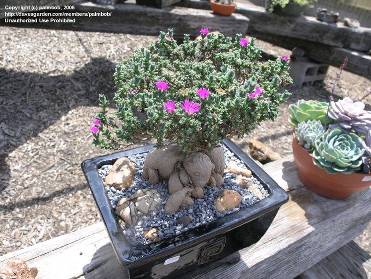 Plant care for Karoo Aizoon on Greg, the plant care app