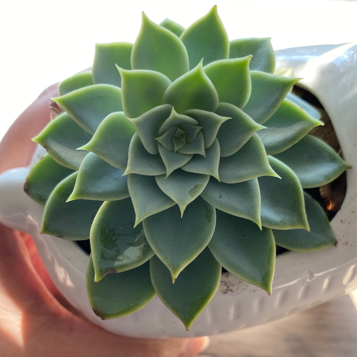 Lipstick Echeveria plant photo by @CivilLacefern named Sabrina on Greg, the plant care app.