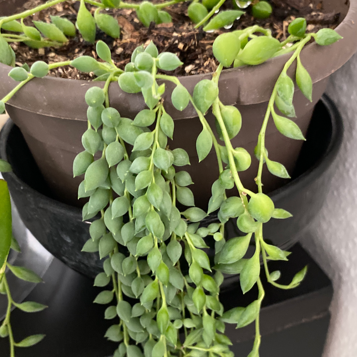 String of Raindrops plant in a pot with healthy green leaves.