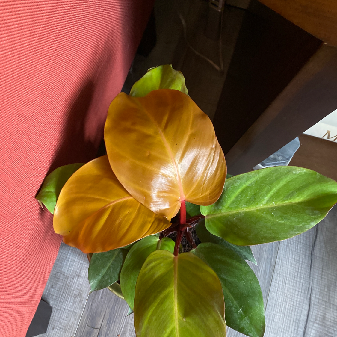 McColley's Finale plant with vibrant, large leaves, some reddish-orange.