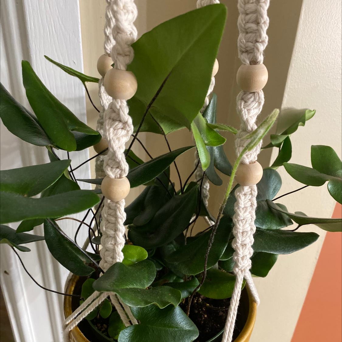 Photo of the plant species Heart Fern by @Motherofdragons named Office LaFern on Greg, the plant care app