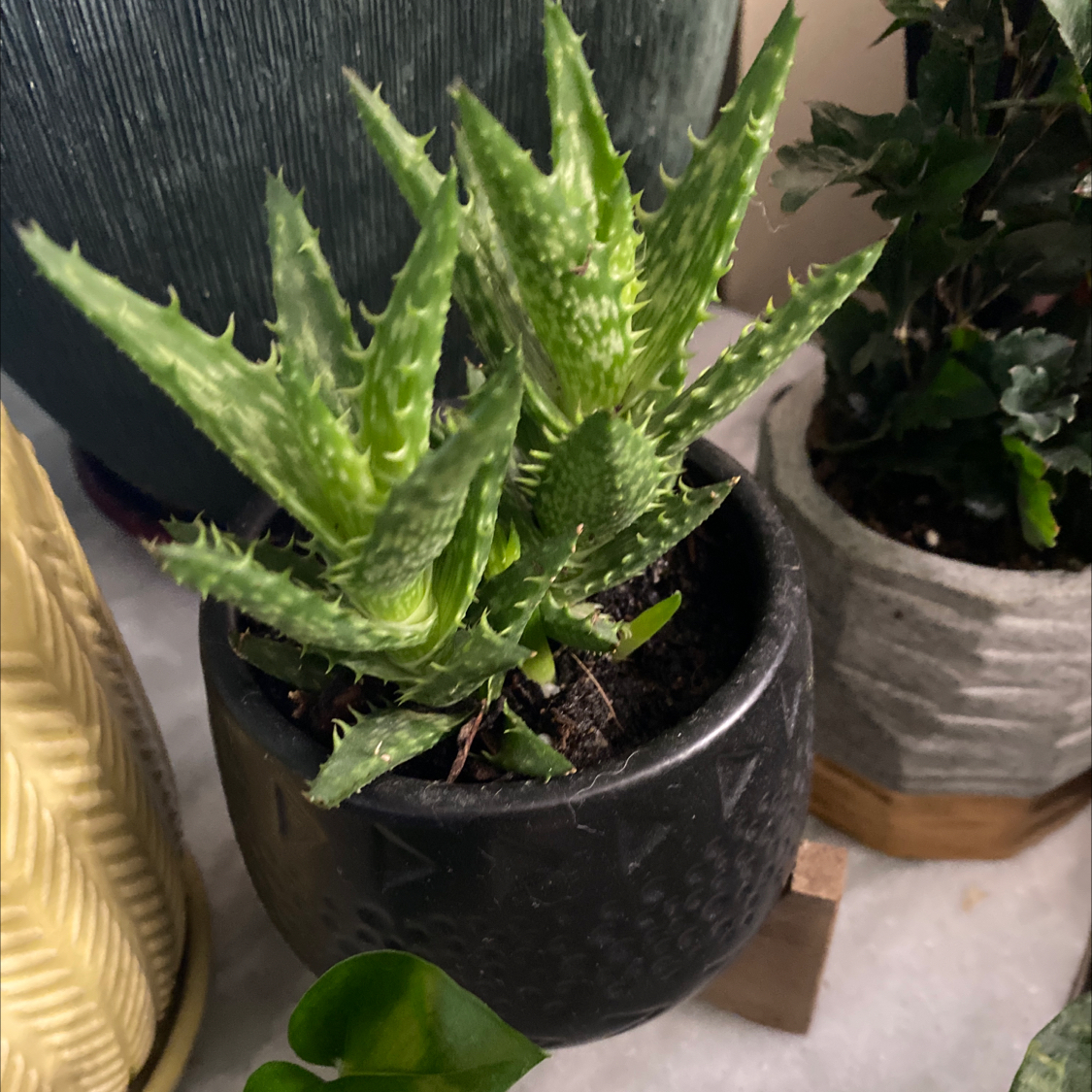Broad-Leaved Aloe plant in a black pot, healthy green leaves, visible soil.