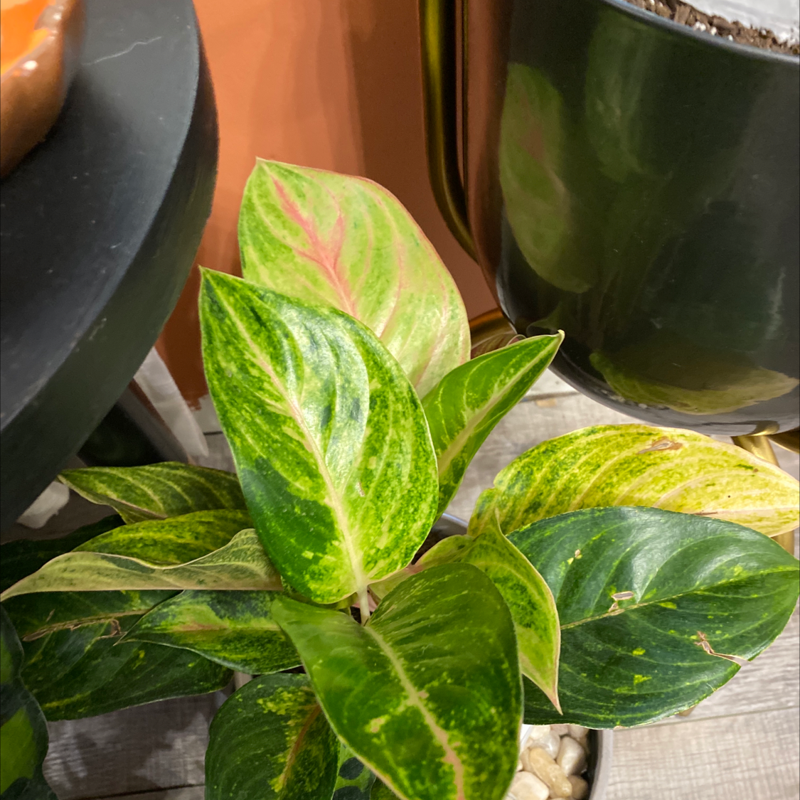 Aglaonema 'Pink Splash' plant with variegated green and pink leaves in a pot.