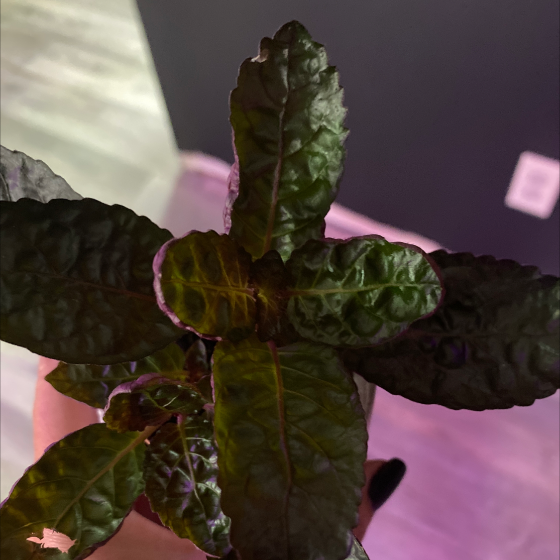 Waffle Plant with dark green, textured leaves, well-centered and in focus.