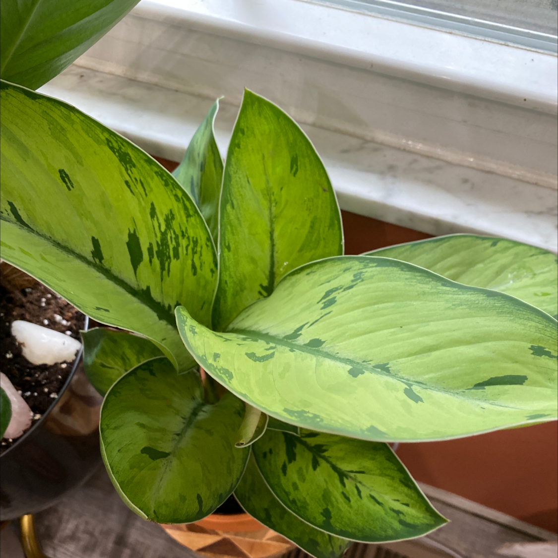 Dieffenbachia 'Memoria Corsii' plant with vibrant green leaves and darker green patterns.