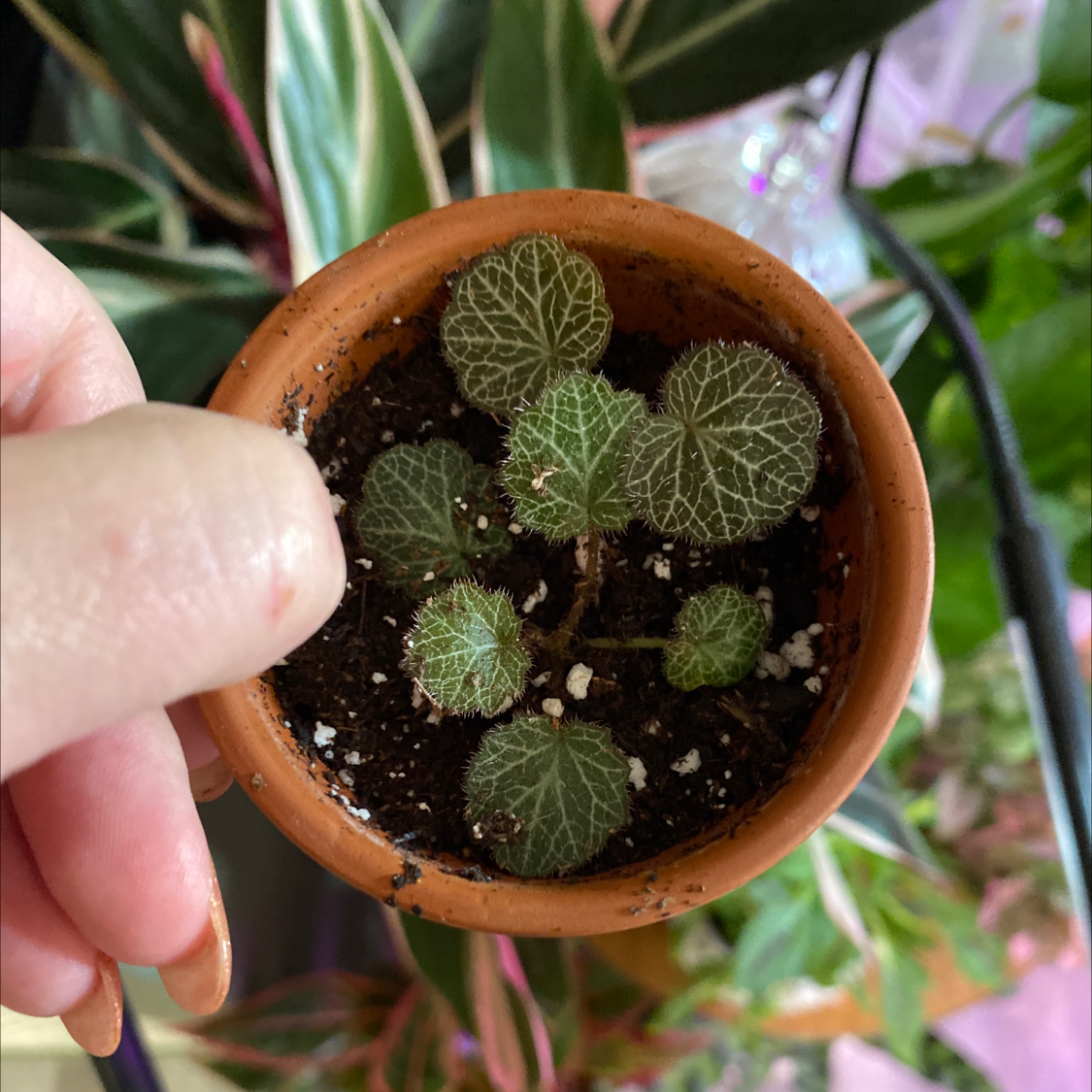 Small potted Strawberry Begonia with veined leaves, held by a hand.