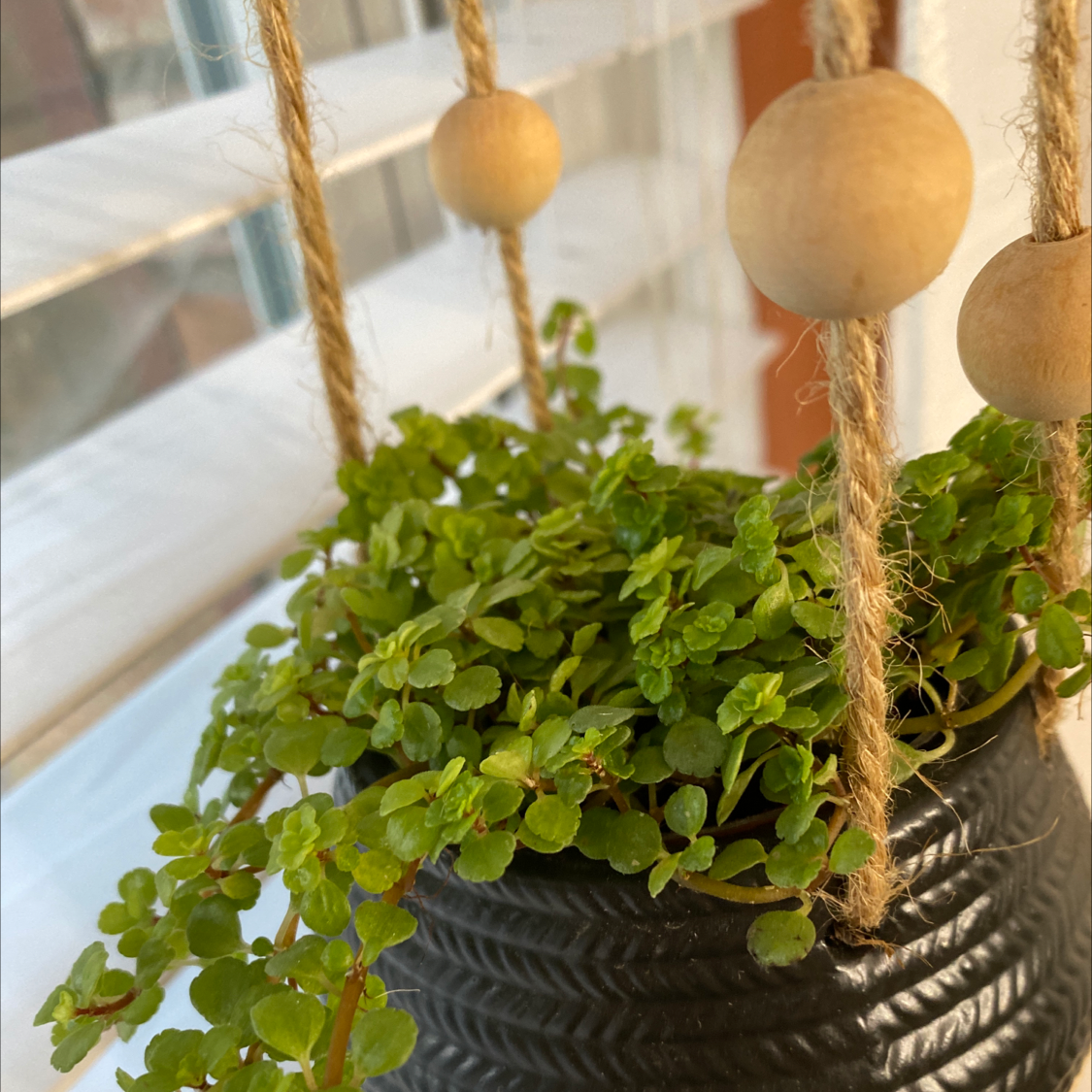 Photo of the plant species Rockweed by @Motherofdragons named Dinning room Zion on Greg, the plant care app