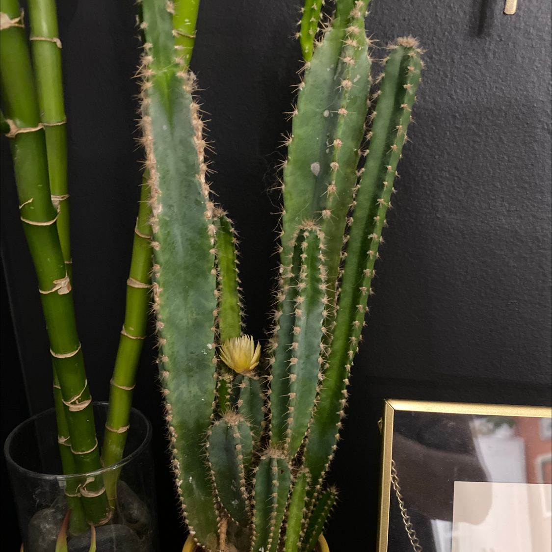 Hedge Cactus with tall stems and a small yellow flower, another plant in the background.