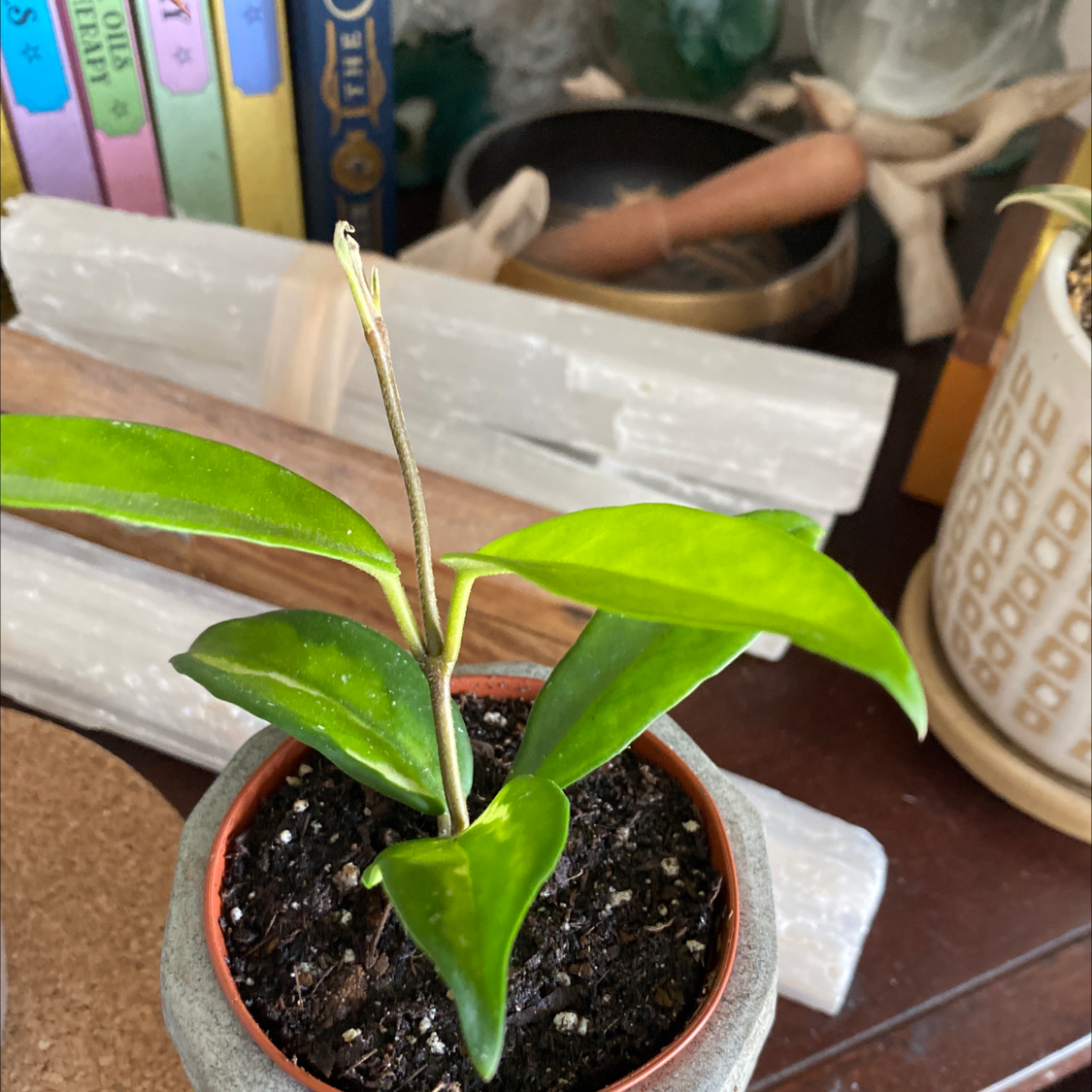 Krimson Princess Hoya plant in a small pot with vibrant green leaves and visible soil.