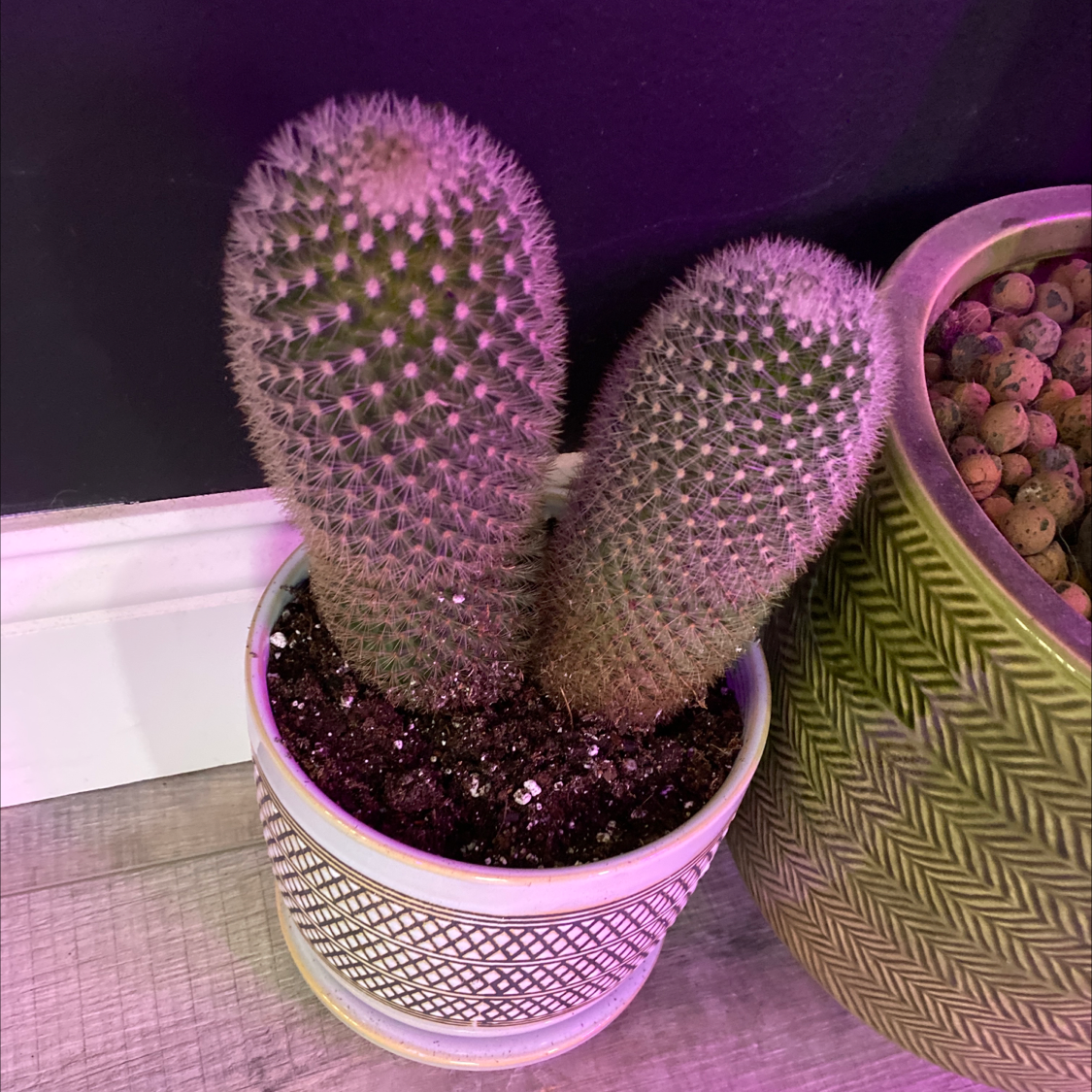 Mammillaria Haageana cactus in a pot with visible soil, well-framed and in focus.