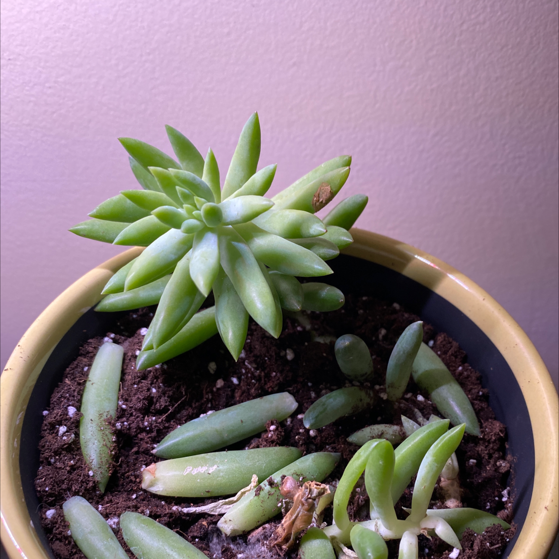 Sedeveria 'Harry Butterfield' succulent in a pot with visible soil, well-framed and in focus.