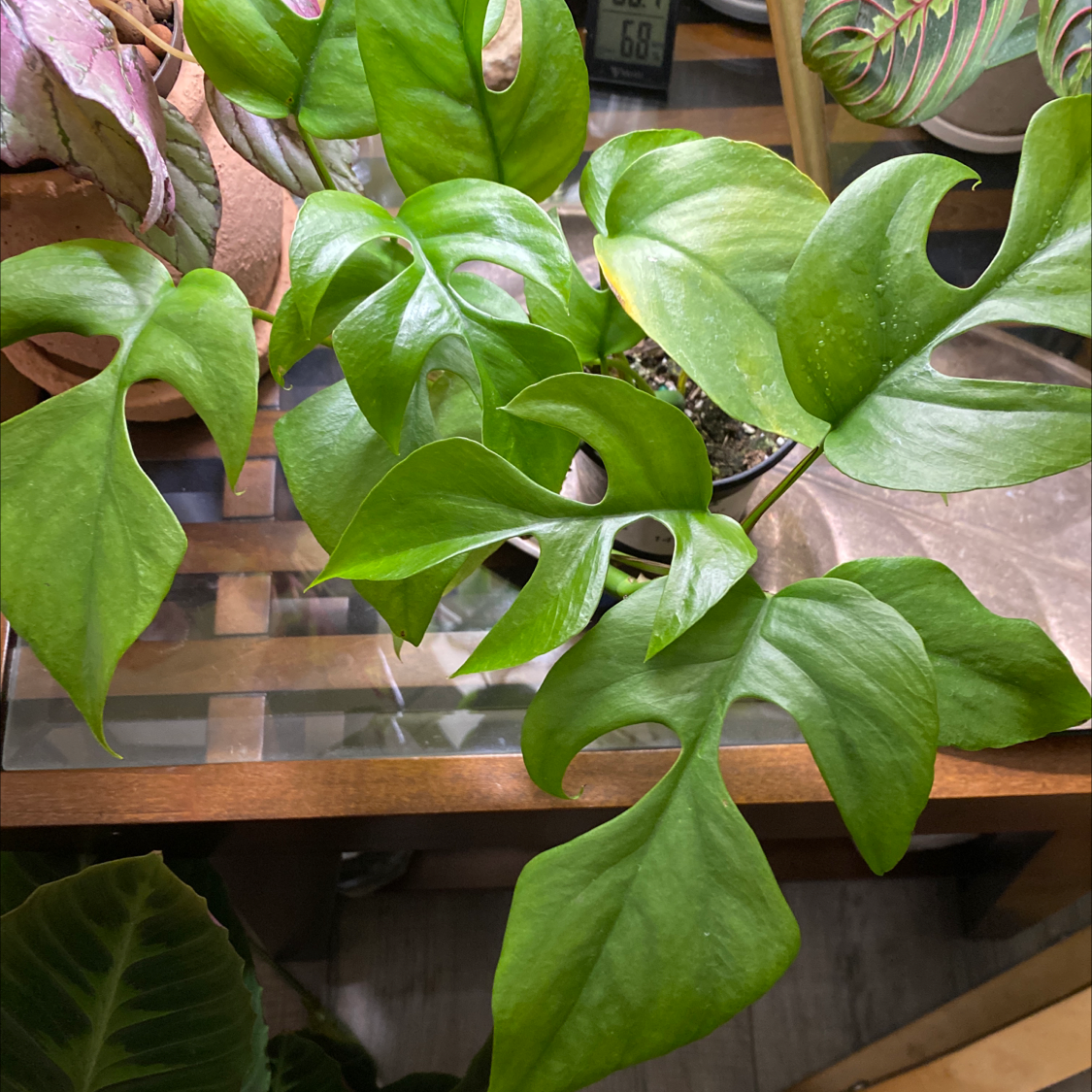 Healthy Rhaphidophora foraminifera plant with fenestrated leaves.