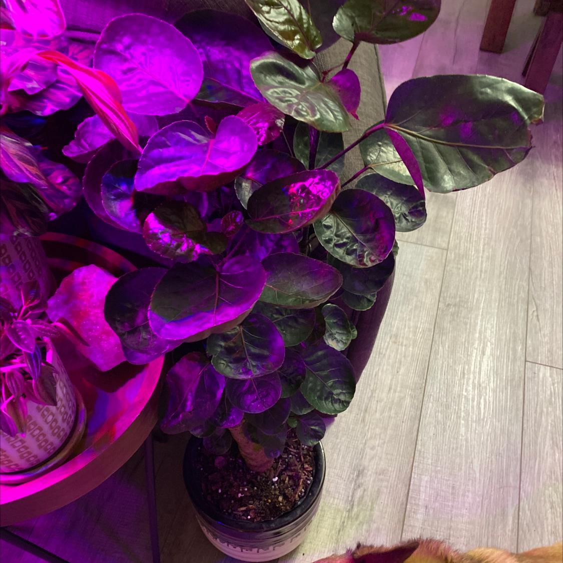 Fabian Aralia plant indoors under purple lighting, with visible soil and healthy leaves.