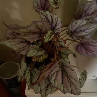 Rex Begonia plant in Cincinnati, Ohio