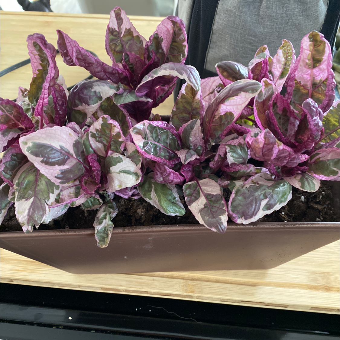 Waffle Plant with vibrant purple and green leaves in a rectangular pot.