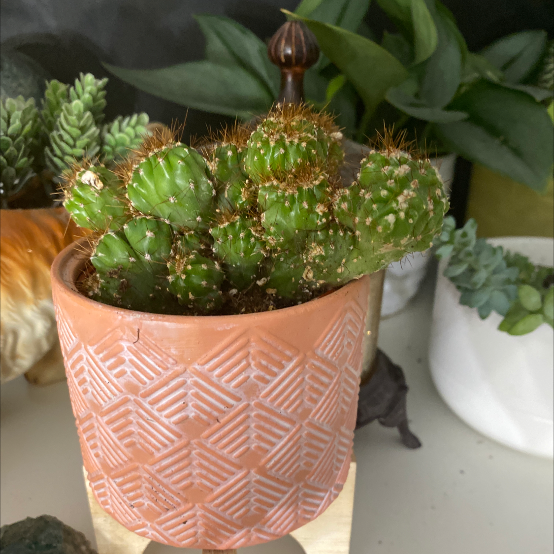 Blue Myrtle Cactus in a decorative pot, surrounded by other plants.