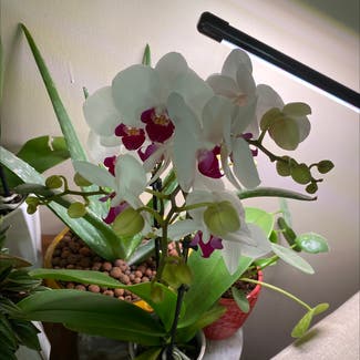Phalaenopsis Orchid plant in Cincinnati, Ohio