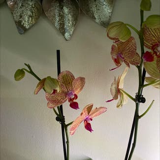 orchid plant in Cincinnati, Ohio
