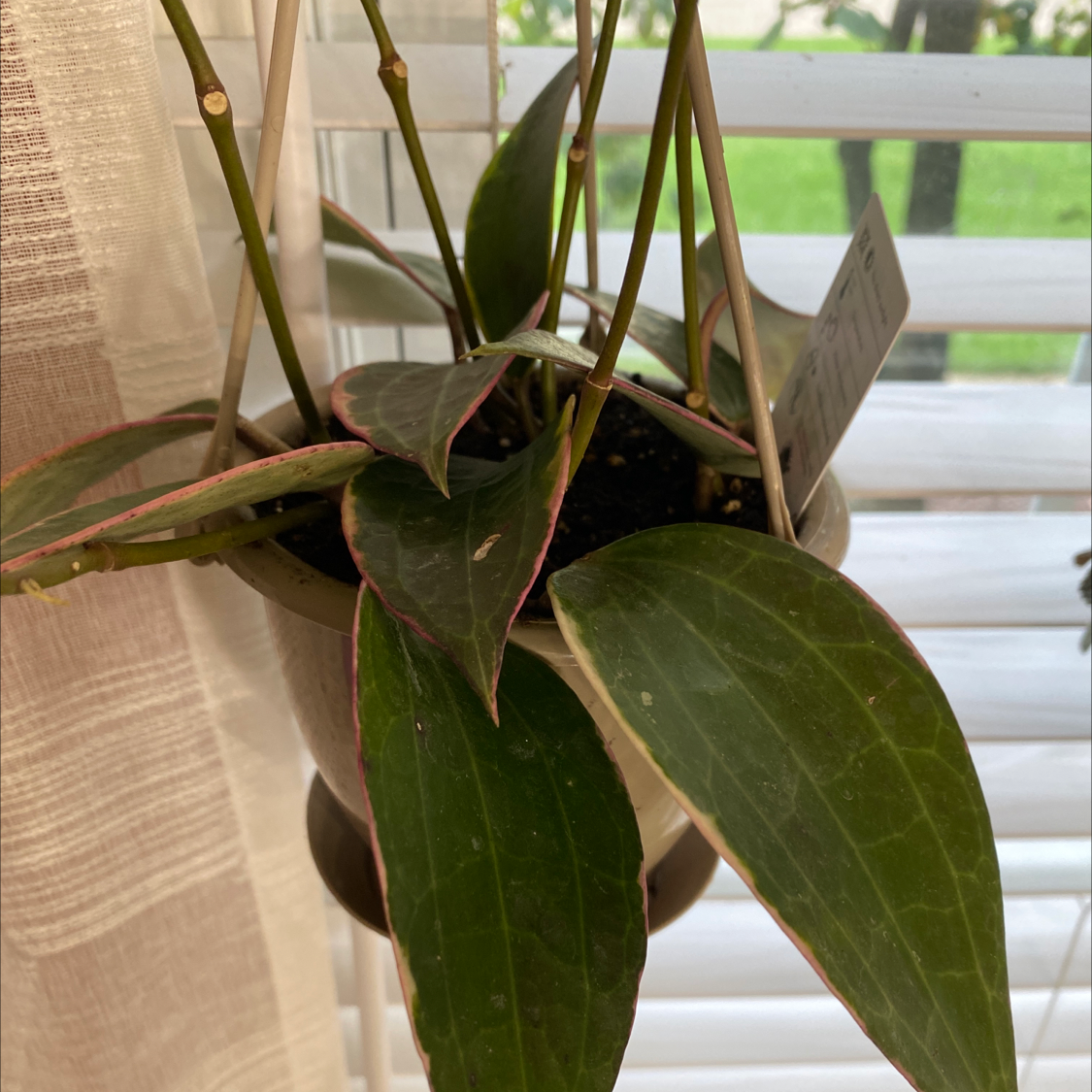Hoya macrophylla plant in a pot with healthy green leaves and visible soil.