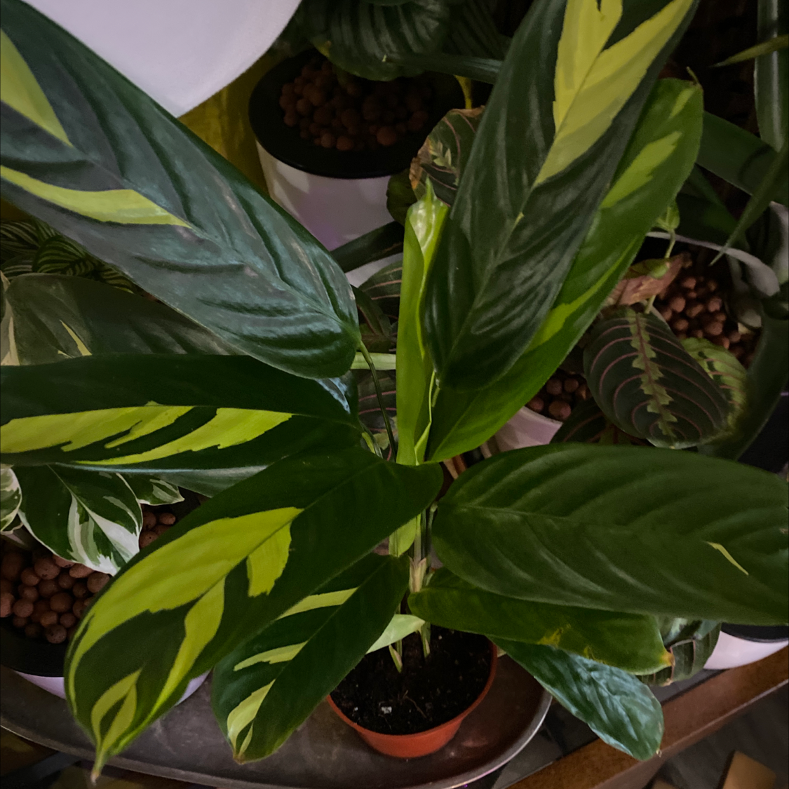 Golden Mosaic Plant with variegated green and yellow leaves in a small pot.