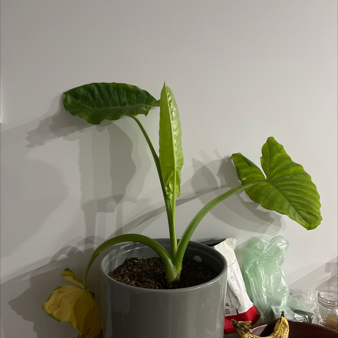 Elephant Ear Philodendron in a pot with one yellowing leaf and visible soil.