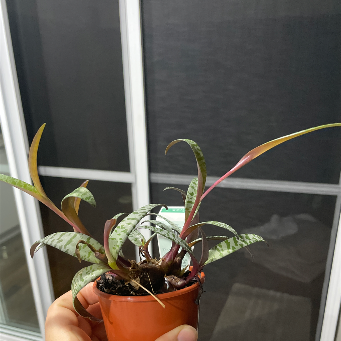 Silver Squill plant in a small pot with patterned leaves, slight yellowing visible.