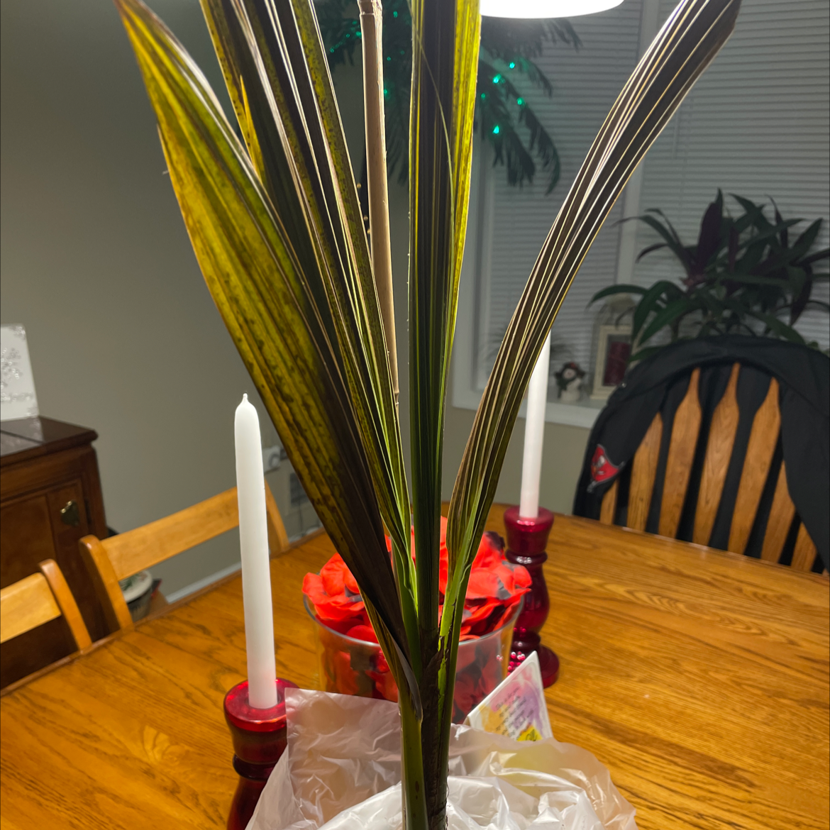 Young coconut plant with yellowing and browning leaves, placed on a wooden table indoors.