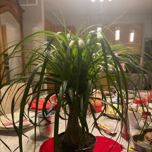Ponytail Palm plant photo by @YouthfulMango named Your plant on Greg, the plant care app.