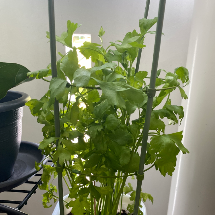 Leaf Celery plant in a pot with visible soil, appears healthy.