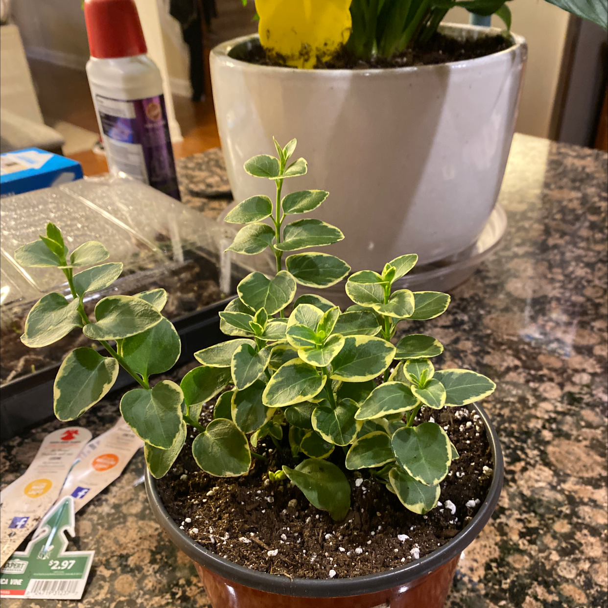 Healthy variegated Greater Periwinkle plant with glossy green and white leaves in a pot, on a countertop.