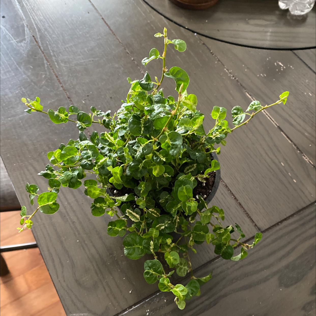 A healthy, thriving potted Creeping Fig plant with vibrant green foliage cascading over the sides of the container.