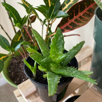 Aloe Vera plant in Wake Forest, North Carolina