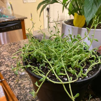 String of Dolphins plant in Wake Forest, North Carolina