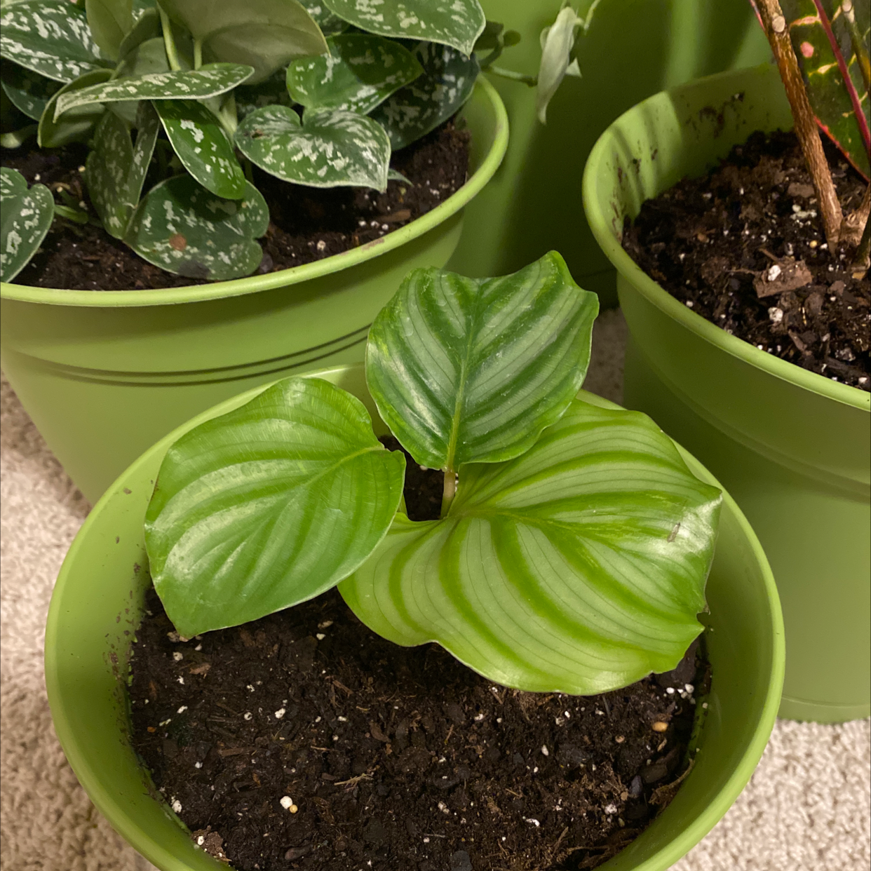 Calathea Orbifolia plant in a green pot with healthy green and white striped leaves.