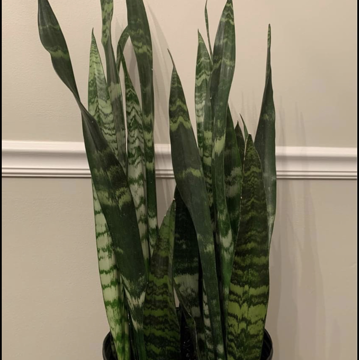 Black Coral Snake Plant with dark green leaves and lighter green stripes in a pot against a wall.