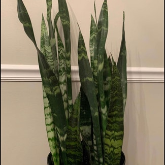 Snake Plant 'Black Coral' plant in Wake Forest, North Carolina