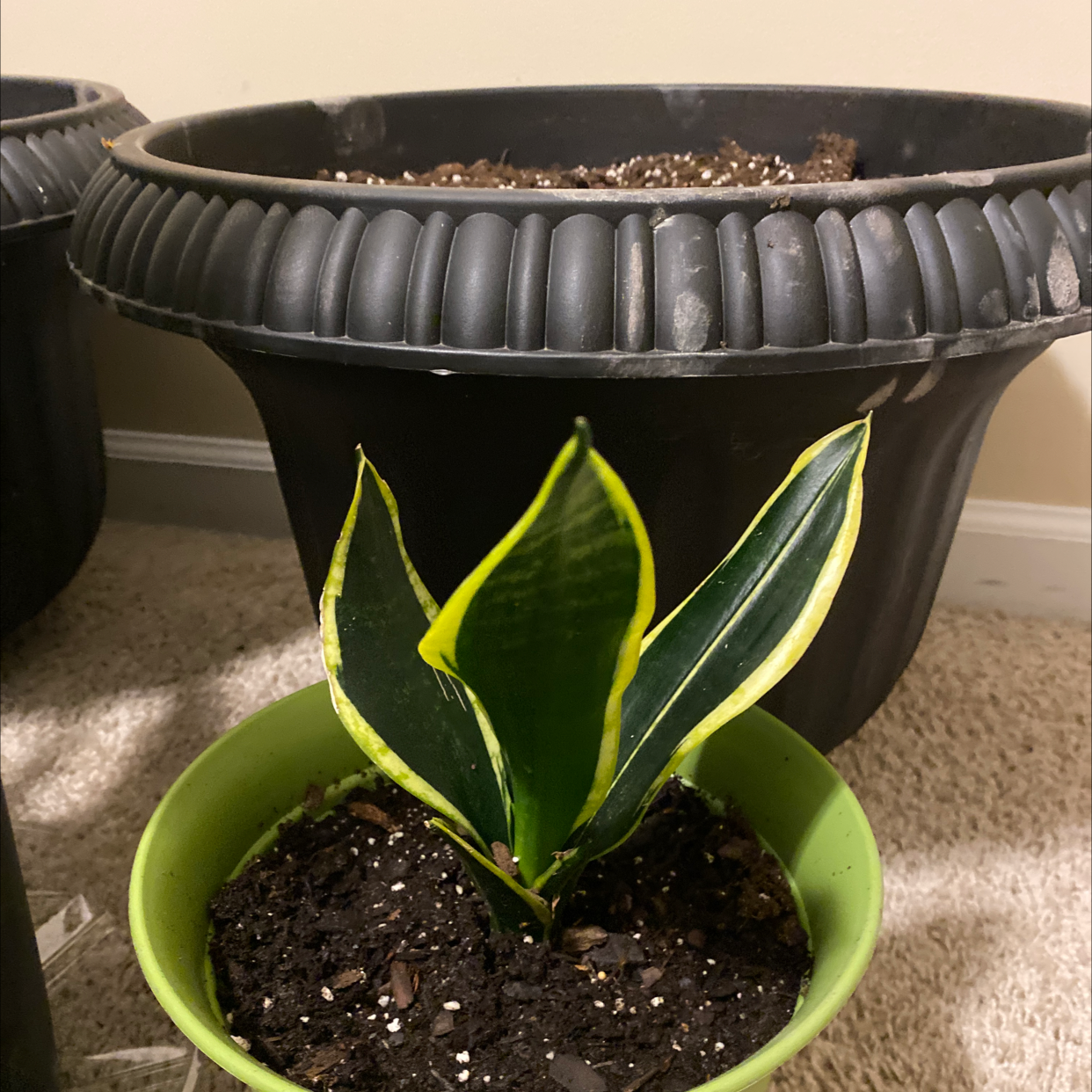 Black Star Snake Plant in a green pot with visible soil, healthy green leaves edged in yellow.