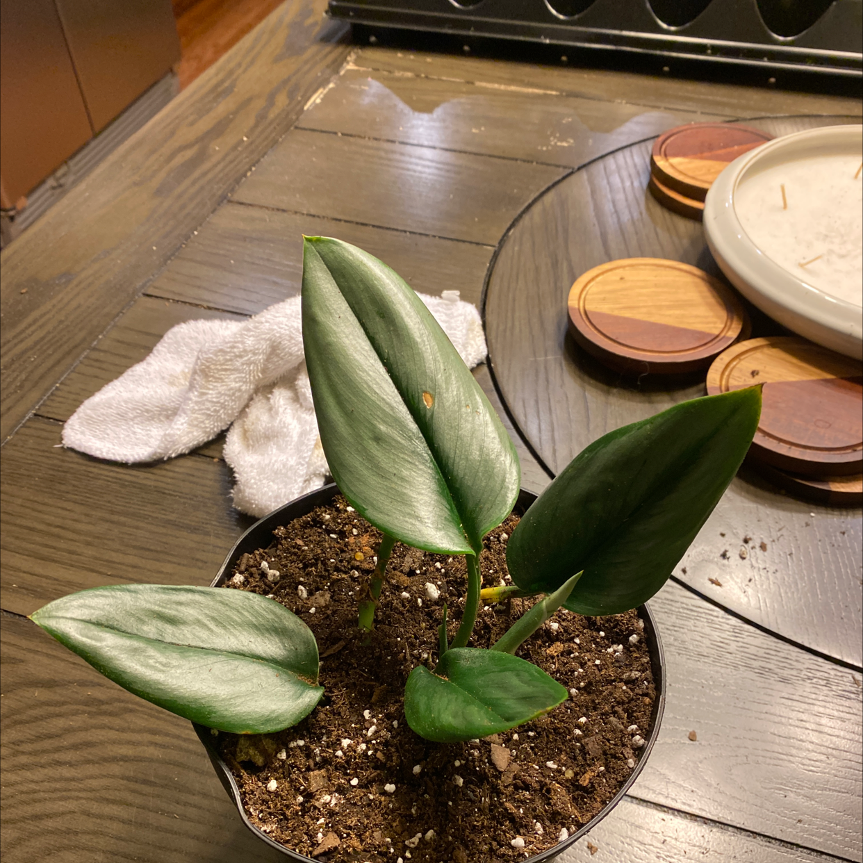 Scindapsus treubii 'Moonlight' plant in a pot on a wooden surface with healthy green leaves.